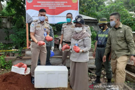 Balai Karantina Kendari gagalkan penyelundupan 100 kilogram daging rusa