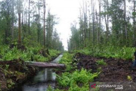 Menjaga karbon lewat pengelolaan HLG  Sungai Buluh