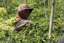 DKPP Kota Kediri beli cabai petani dengan harga tinggi
