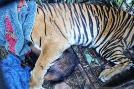 Harimau sumatra direlokasi setelah mangsa warga, benarkah harimau yang sama?