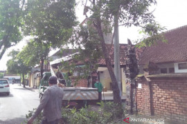 DLHK Denpasar pangkas pohon perindang