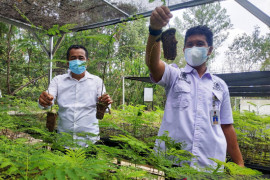 KPH Hulu Sungai siapkan bibit pohon  dan buah-buahan gratis