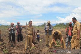 Pemkab Jayawijaya harapkan Stiper Wamena siapkan petani moderen