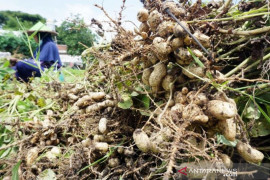 Panen Kacang Tanah di Blitar Page 1 Small