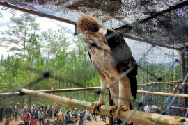 Enam burung elang brontok dilepasliarkan di hutan Aceh