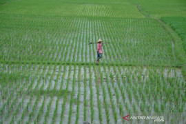 Holding BUMN pangan harus terbuka dengan kompetisi pasar