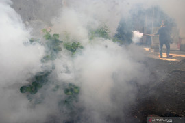 Obat dan vaksin DBD belum ada, kata Entolog Kesehatan