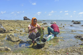 Keterbatasan bibit unggul jadi tantangan produksi rumput laut di NTB