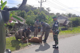 Kasus tabrak sapi belum ada solusi, Korban berjatuhan