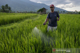 Pemkot Palu  dorong pktan jadi penangkar benih padi varietas unggul