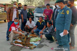BB KSDA Riau amankan empat penjual kulit Harimau dari Sumbar, satu perempuan