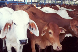 Hari Tani momentum kembangkan komoditas unggulan di PPU