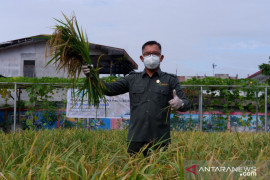 Kadis TPH Kalbar ajak kalangan muda ubah pola pikir soal petani