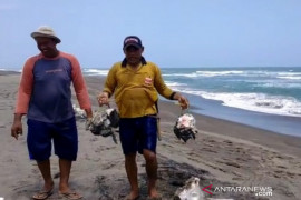 Bangkai hiu paus tutul terdampar di pantai Cianjur