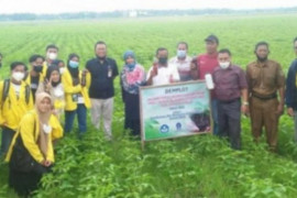 Unasman Sulbar dan UT kembangkan pupuk organik dari biogas kotoran sapi