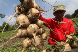 Panen Dini Bengkoang