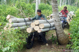 Jasa Ojek Angkut Kayu Pegunungan di Tulungagung