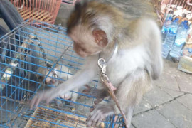 Pemprov Bali diminta hentikan jual beli kera ekor panjang