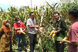 Dengan bibit ini, mahasiswa Fakultas Pertanian UM Sumbar panen jagung, segini hasilnya