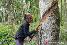 Meski harga karet di Pasbar mulai naik, tapi hanya cukup untuk makan seminggu, kata petani