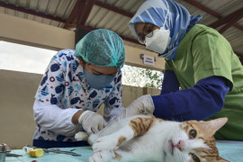 Balai Karantina Pertanian Palangka Raya gelar vaksinasi rabies gratis