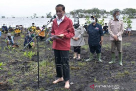 Presiden Joko Widodo Menanam Mangrove Page 1 Small