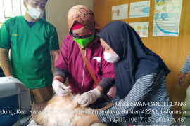 Cegah Penularan Rabies, Puskeswan Pandeglang Vaksinasi Ratusan Hewan Penular Rabies