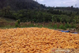Petani Solok Selatan keluhkan kelangkaan bibit jagung hibrida