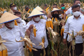 Gubsu akan jadikan produksi jagung Langkat bahan pakan ternak