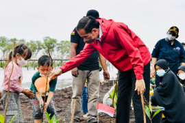 Kendalikan abrasi, Presiden Jokowi tanam mangrove di pulau terdepan Bengkalis