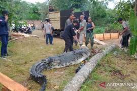 BKSDA Jambi evakuasi 11 buaya dari tempat penangkaran tak terurus