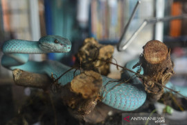 Budidaya ular berbisa