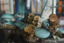 Ular jojaning ogziga tik berib, yuziga urishadi