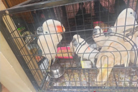 Polisi gagalkan upaya penyelundupan 118 hewan dilindungi tujuan Thailand