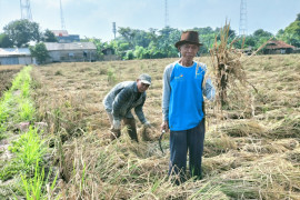 Beras andalan dari barat Ibu Kota