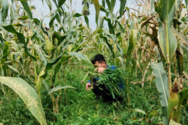 Petani jagung di Sumut berharap terus didukung Kementan