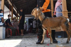 Vaksinasi COVID-19 Berhadiah Kambing