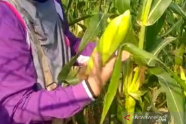 Sumsel penghasil jagung terbesar ke-5 secara nasional