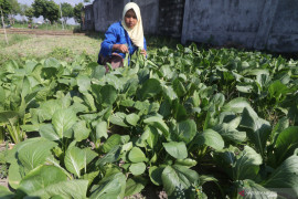 Petani Sawi di Kediri