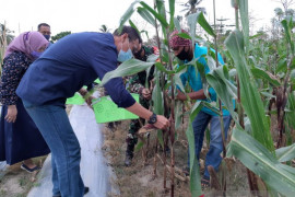 Petani Palu  pertahankan jagung sebagai komoditas utama