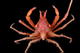 27 spesies baru ditemukan dalam Ekspedisi SJADES