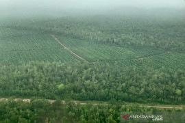 Cerita Kaka Slank melintasi hutan Papua dari udara