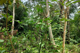 Pohon "Bamban" mulai tersisihkan