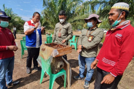 Budidaya lebah madu ramah lingkungan, Rahmadi raup ratusan juta rupiah