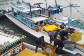 Produksi ikan di PPN Sungailiat sebesar Rp13.3 miliar