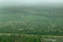 Cerita Kaka Slank saat melintasi hutan Papua dari udara