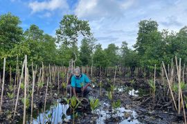 Rehabilitasi mangrove Program PEN tingkatkan ekonomi masyarakat