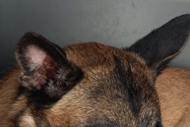Petugas Karantina tolak masuk anjing gembala belgia tanpa surat sehat