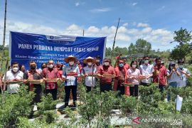 Kelompok tani binaan BI Sibolga di Siborongborong, panen perdana cabai merah