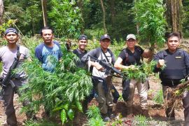 Polisi Bengkulu temukan 1,5 hektare ladang ganja